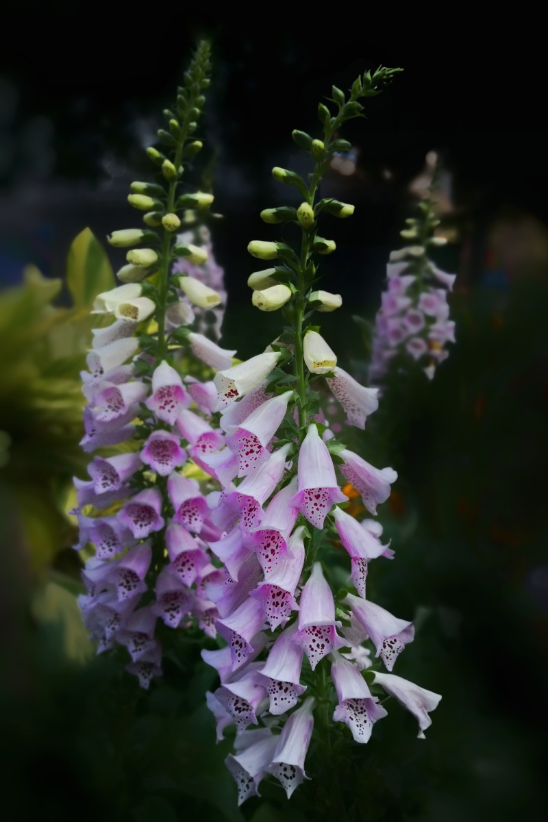 吊钟花开节节高学名毛地黄