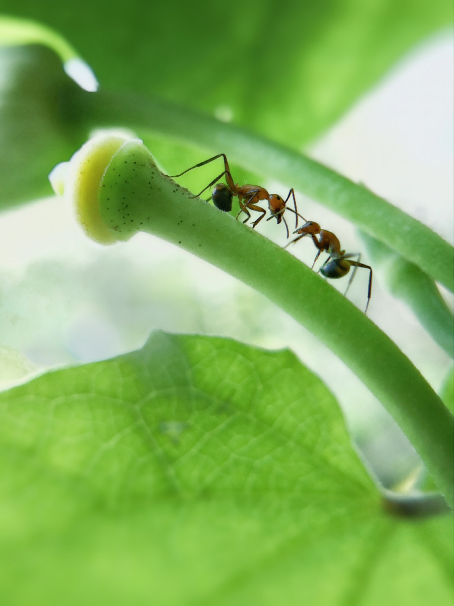 微观世界蚂蚁碰头聊几句