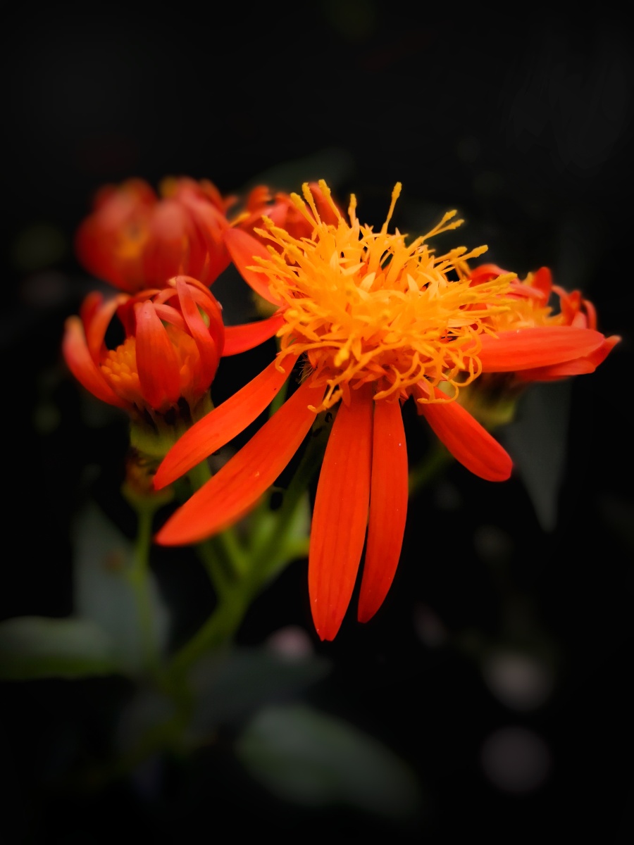 花儿艳艳植物园的小花颜色红艳艳