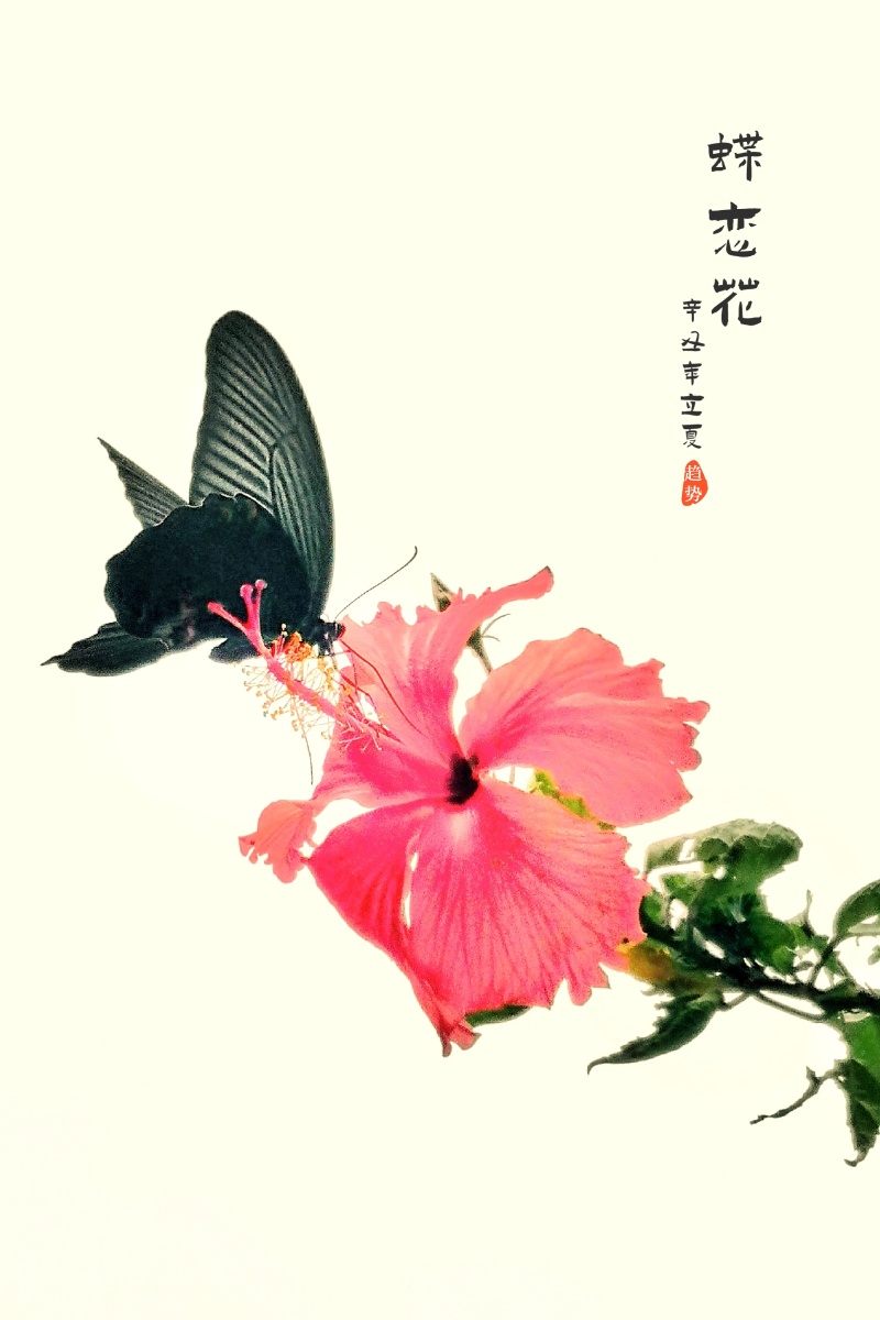 蝶恋花即将进入夏季蝴蝶蜜蜂小昆虫更为活跃的时候