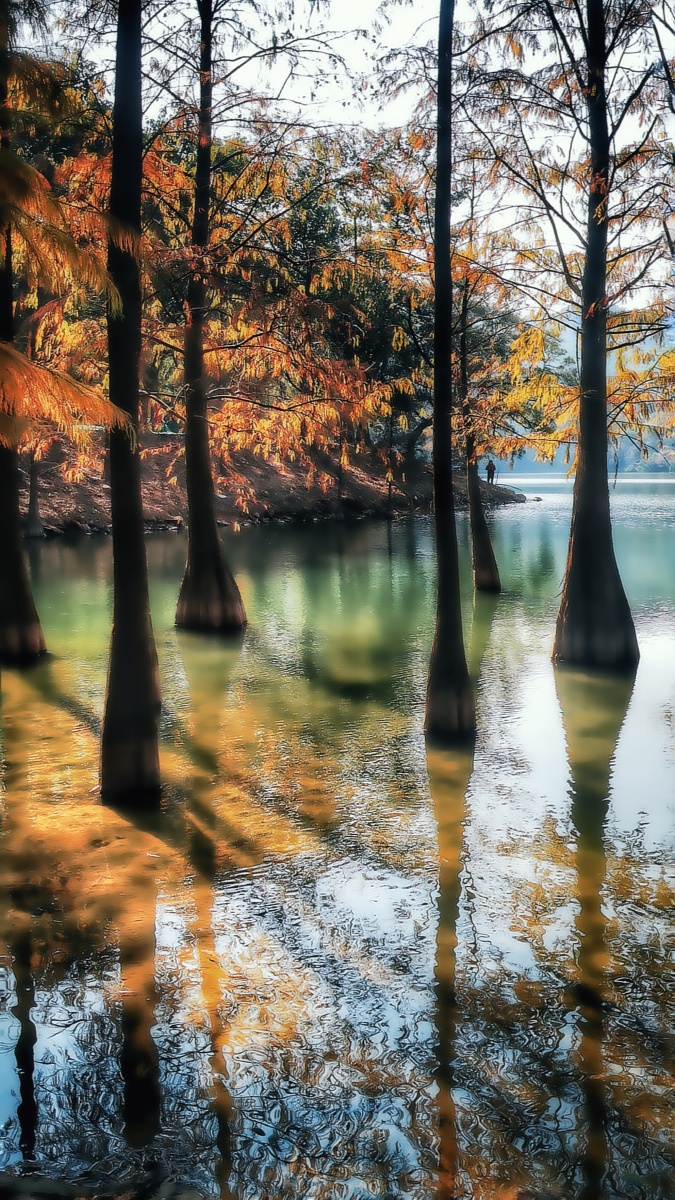 湖光倒影阳光明媚照水杉