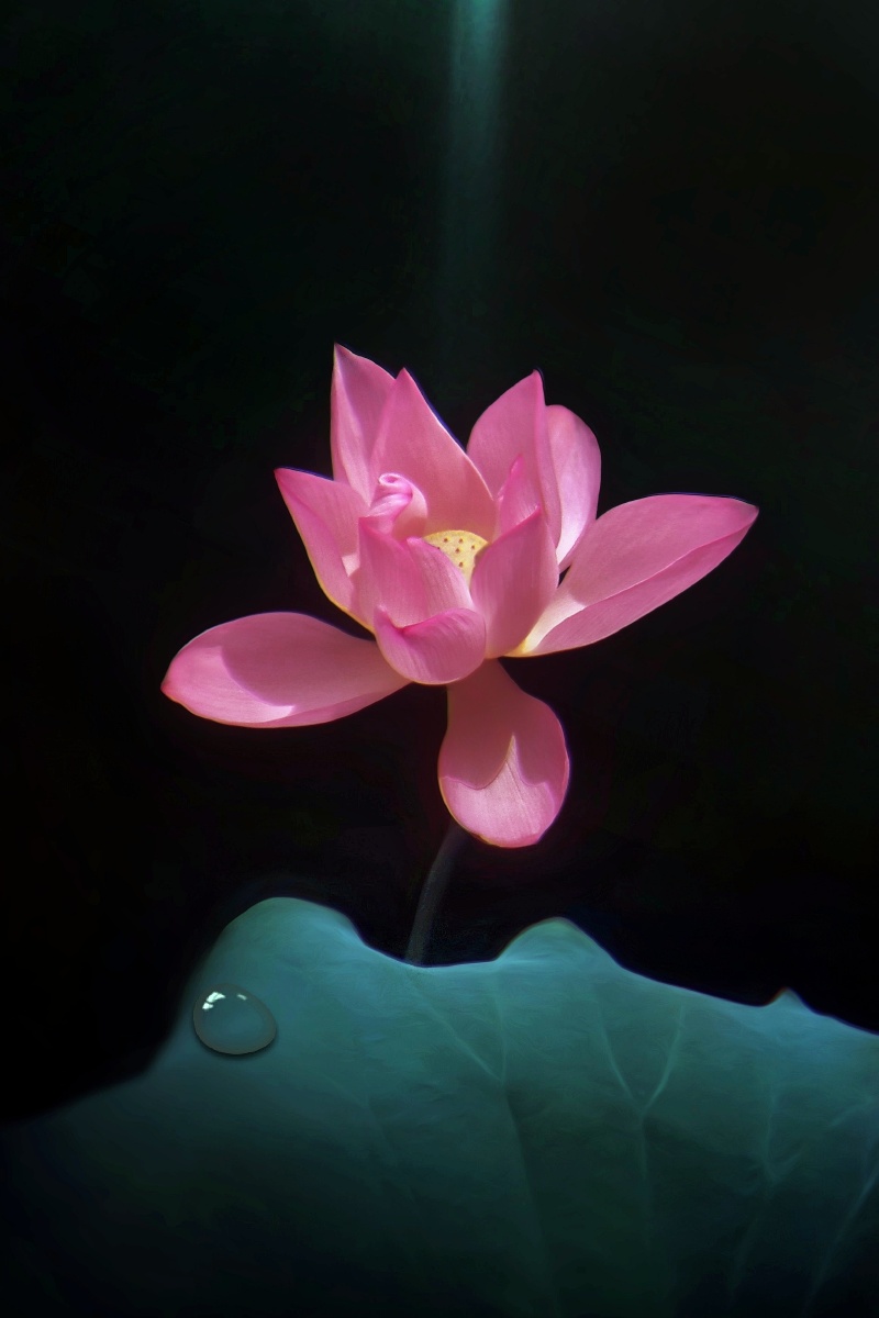 荷韵映日荷花别样红