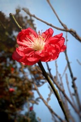 1440435
