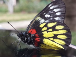 1441608