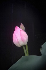 1420393