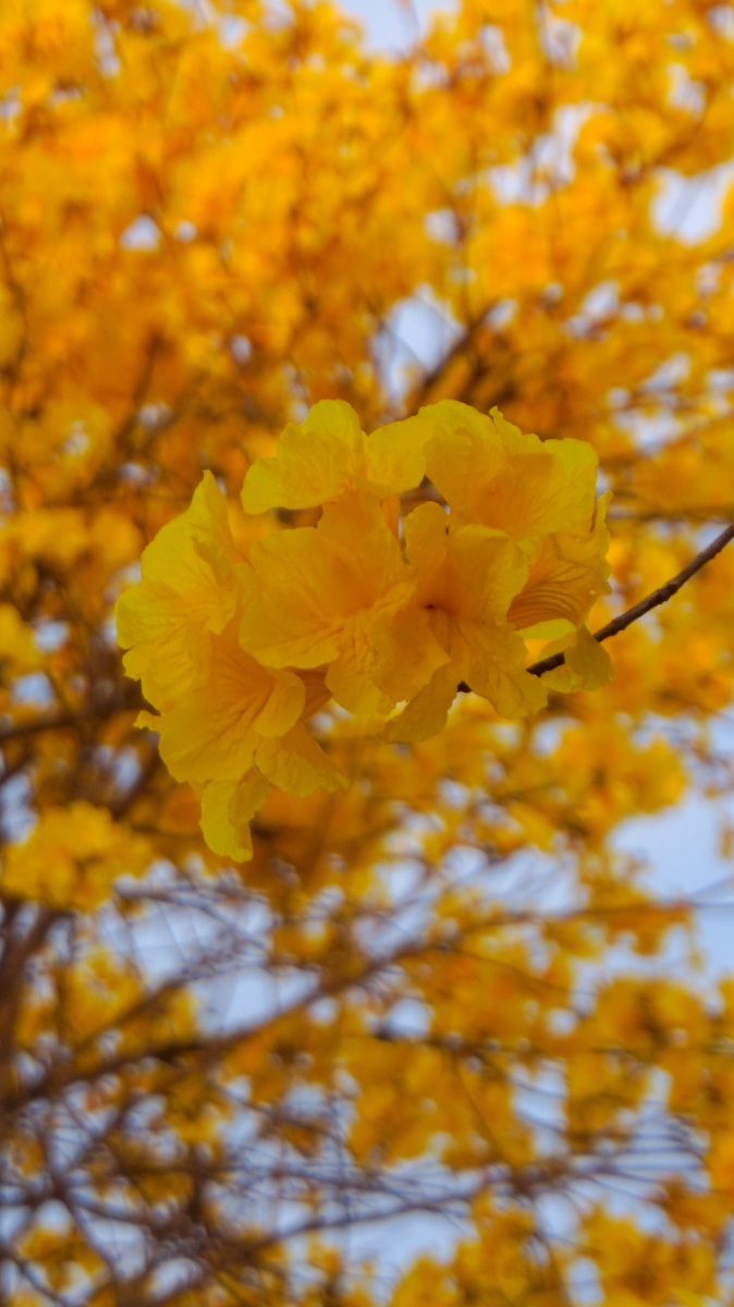 开的茂盛的黄花风铃木和蓝天组合成的欣欣向荣的春天气息