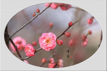 IMG_9852__