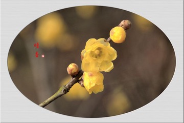 IMG_9817__ - 