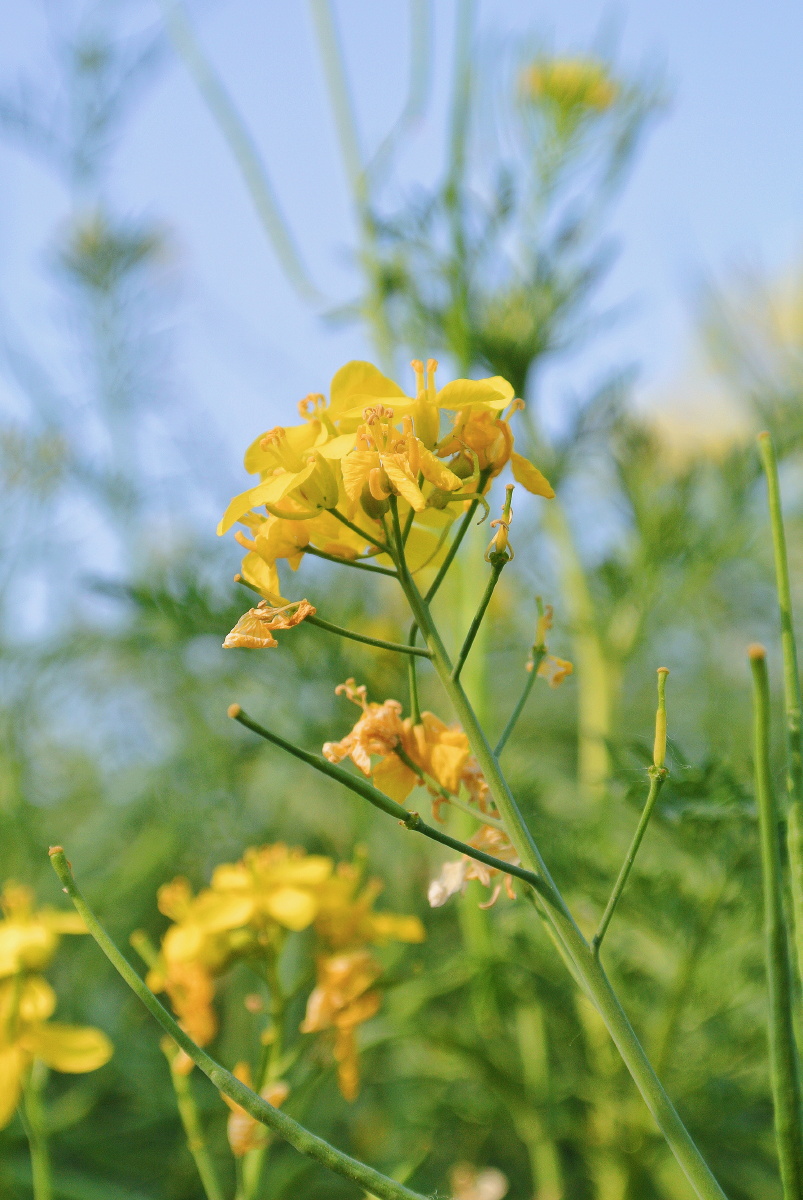 即将凋落的油菜花