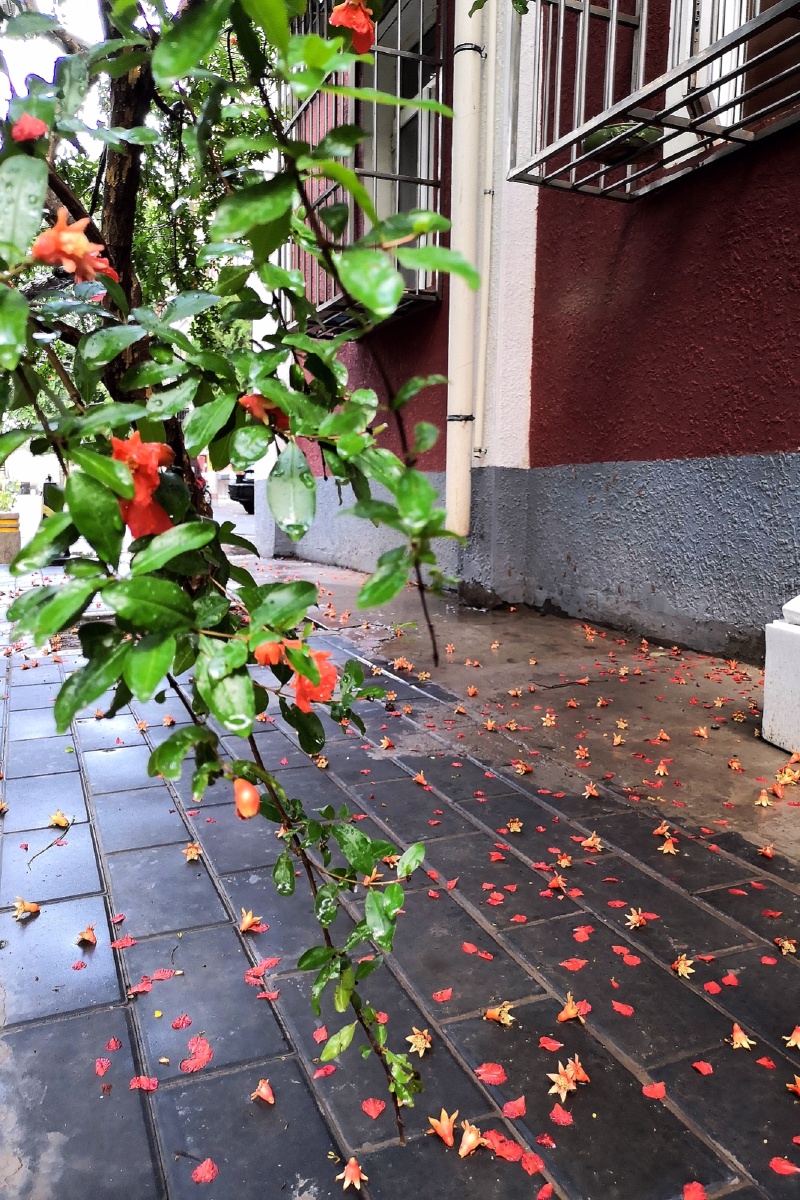下雨后,小区里的石榴更加动人
