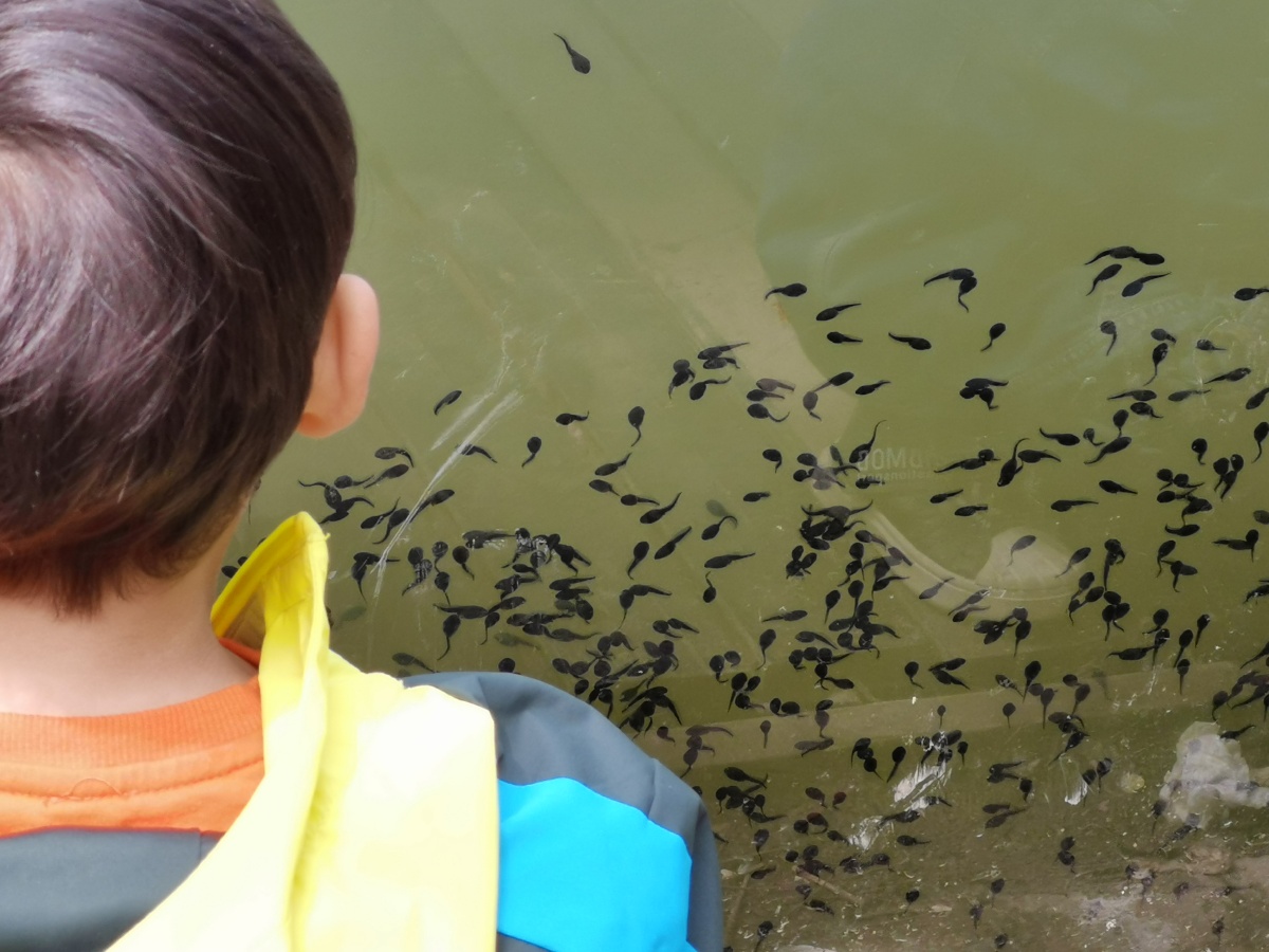 小蝌蚪从哪里来到哪里去神仙鬼怪的世界也是人间童话人间