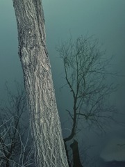 2732657