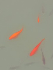 2732665