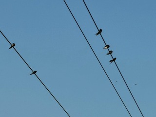2733739