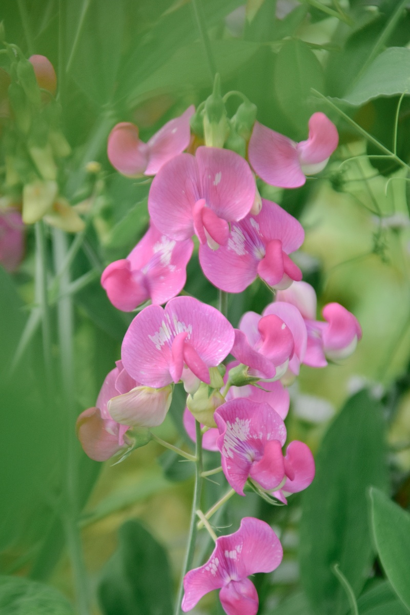 香豌豆花里藏着蝴蝶和微风