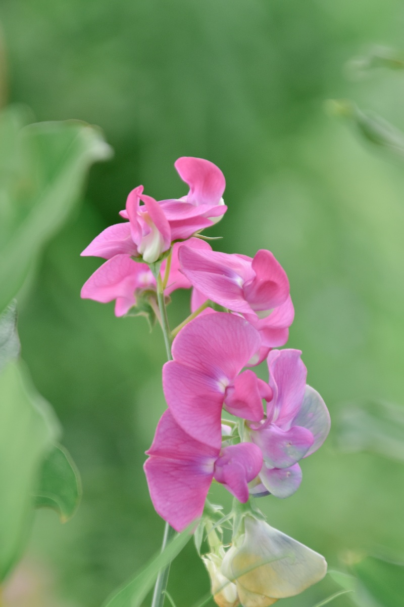 香豌豆花里藏着蝴蝶和微风