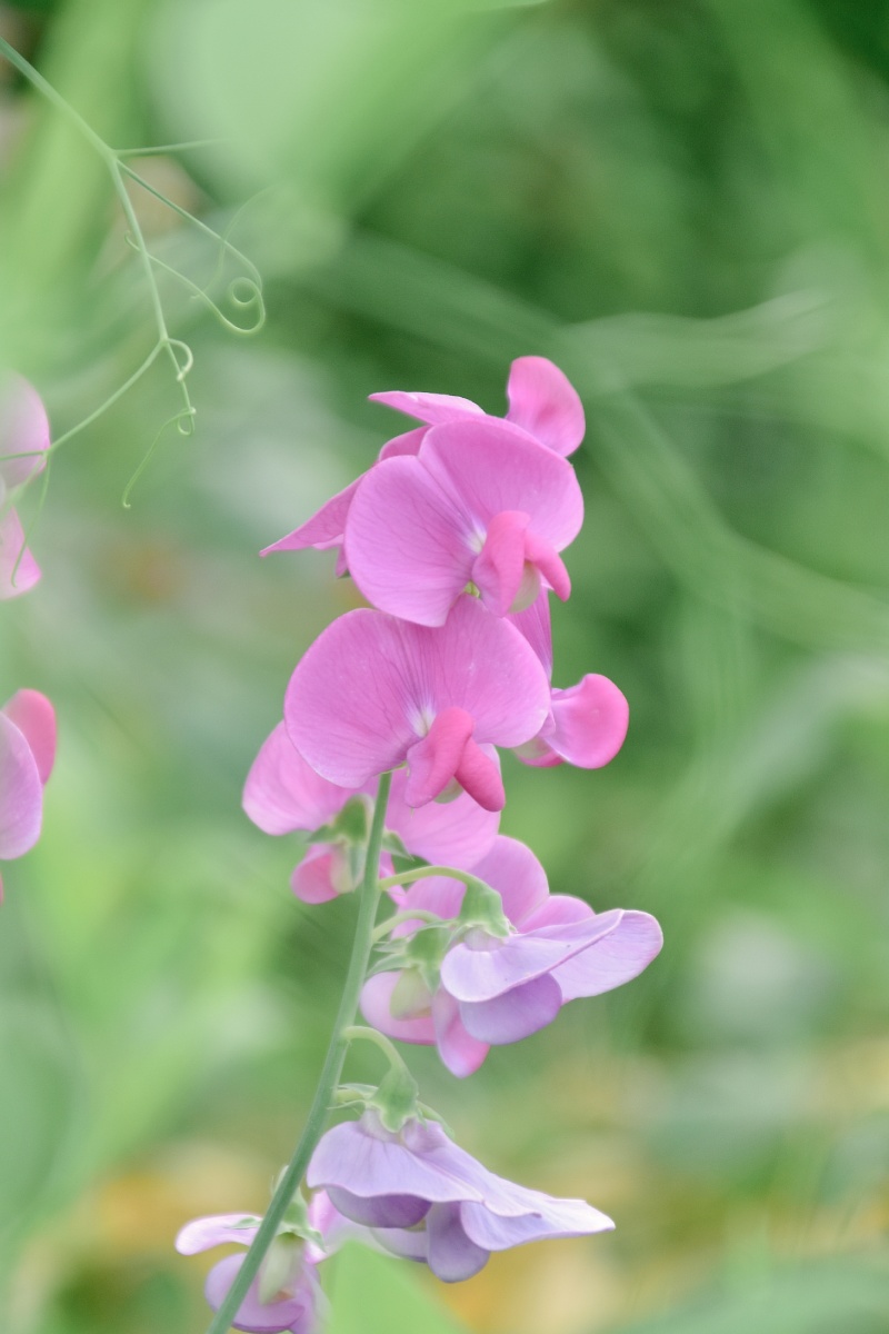 香豌豆花里藏着蝴蝶和微风