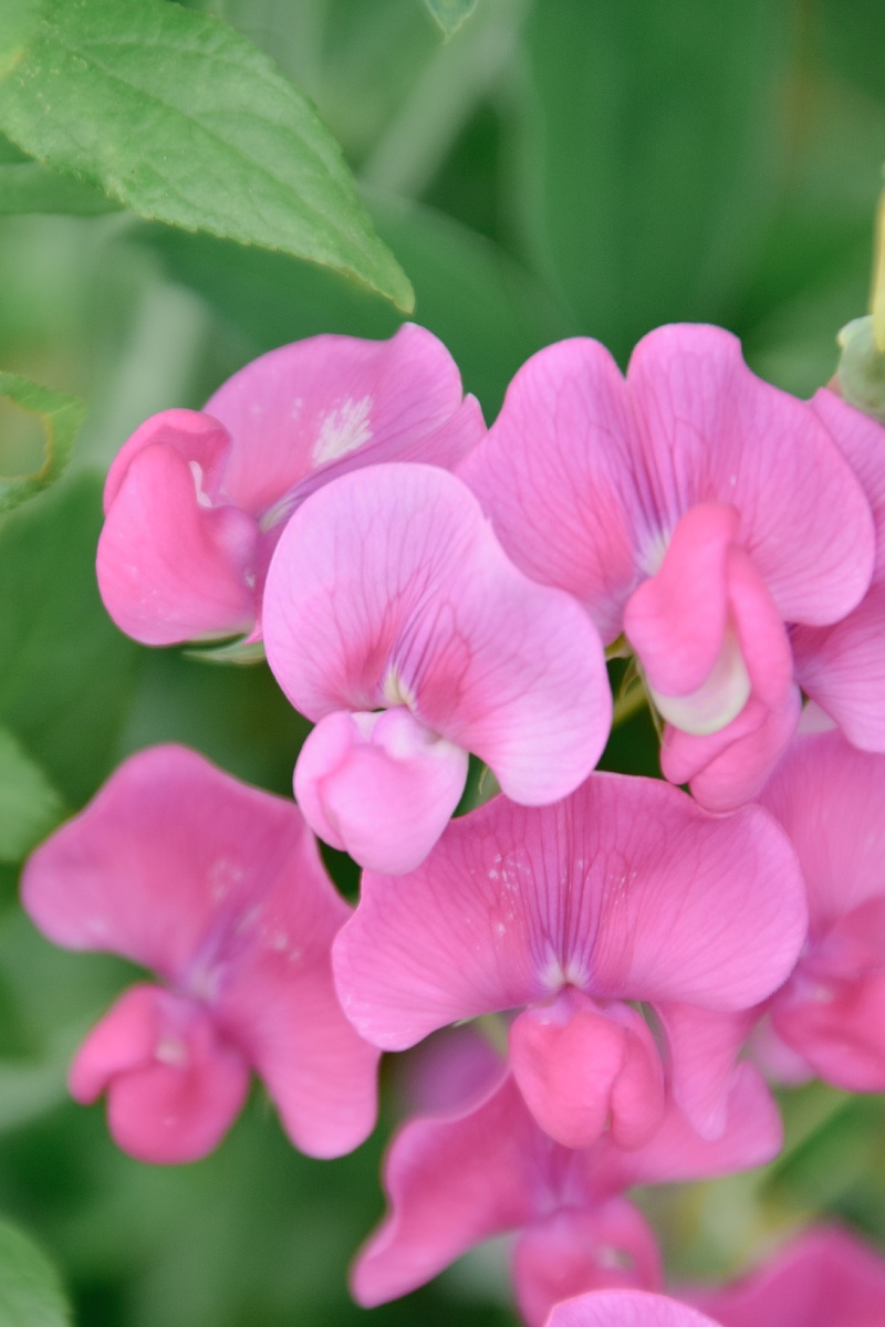 香豌豆花里藏着蝴蝶和微风