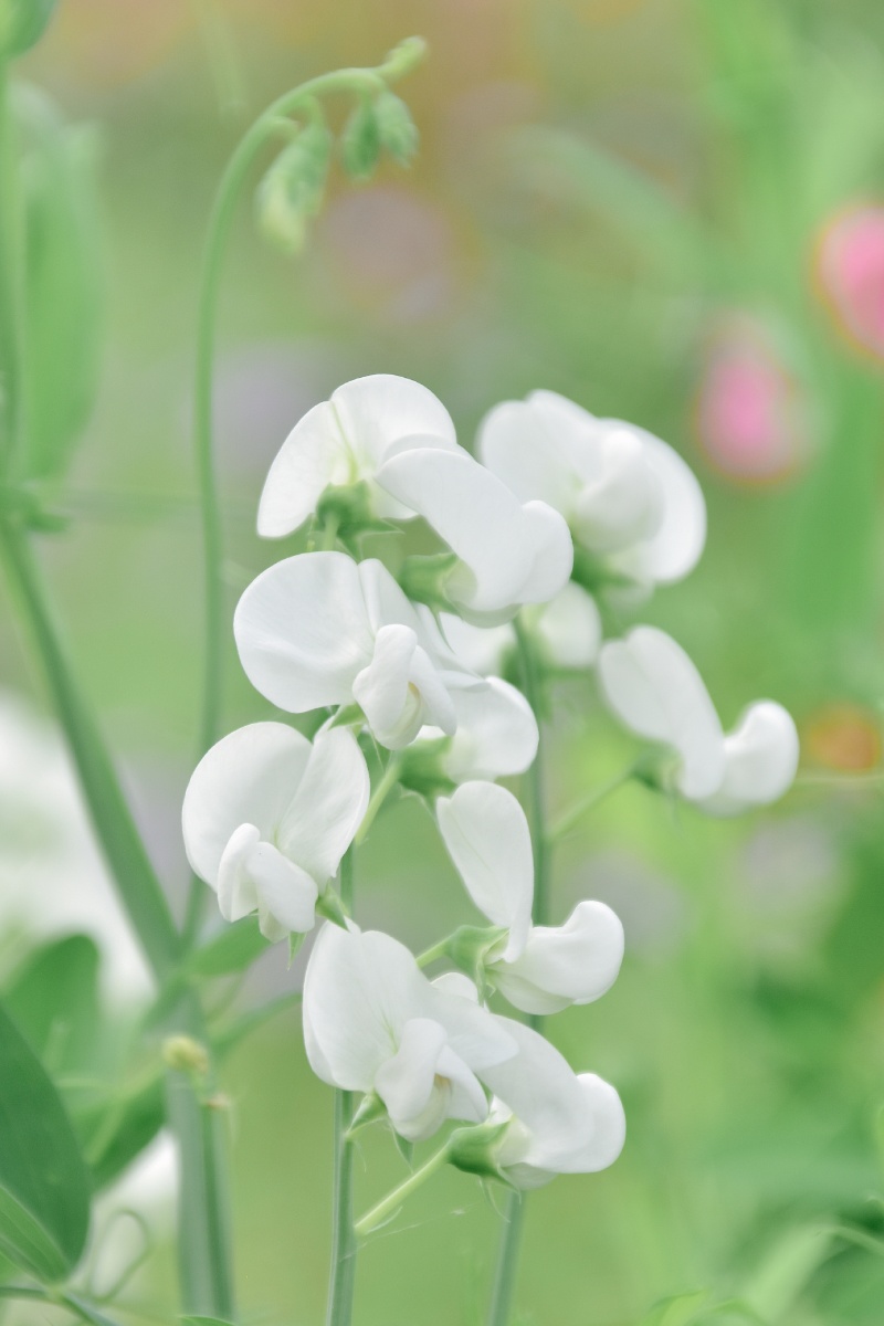 香豌豆花里藏着蝴蝶和微风