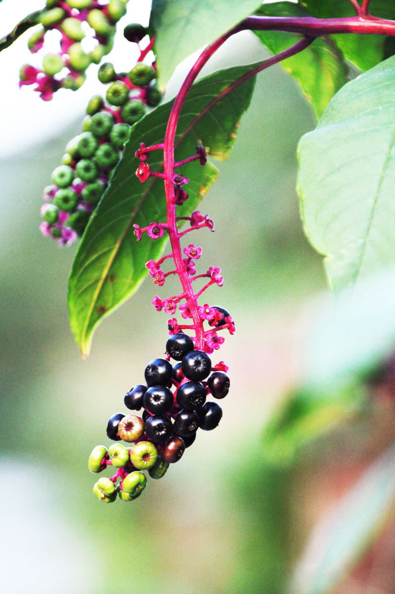 商陆花,又叫垂序商陆 - 南京明德 - 图虫