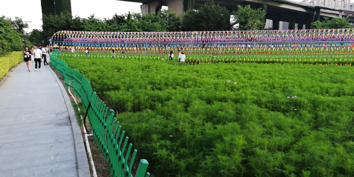 苗木基地打什么药,六盘水苗木基地在什么地方