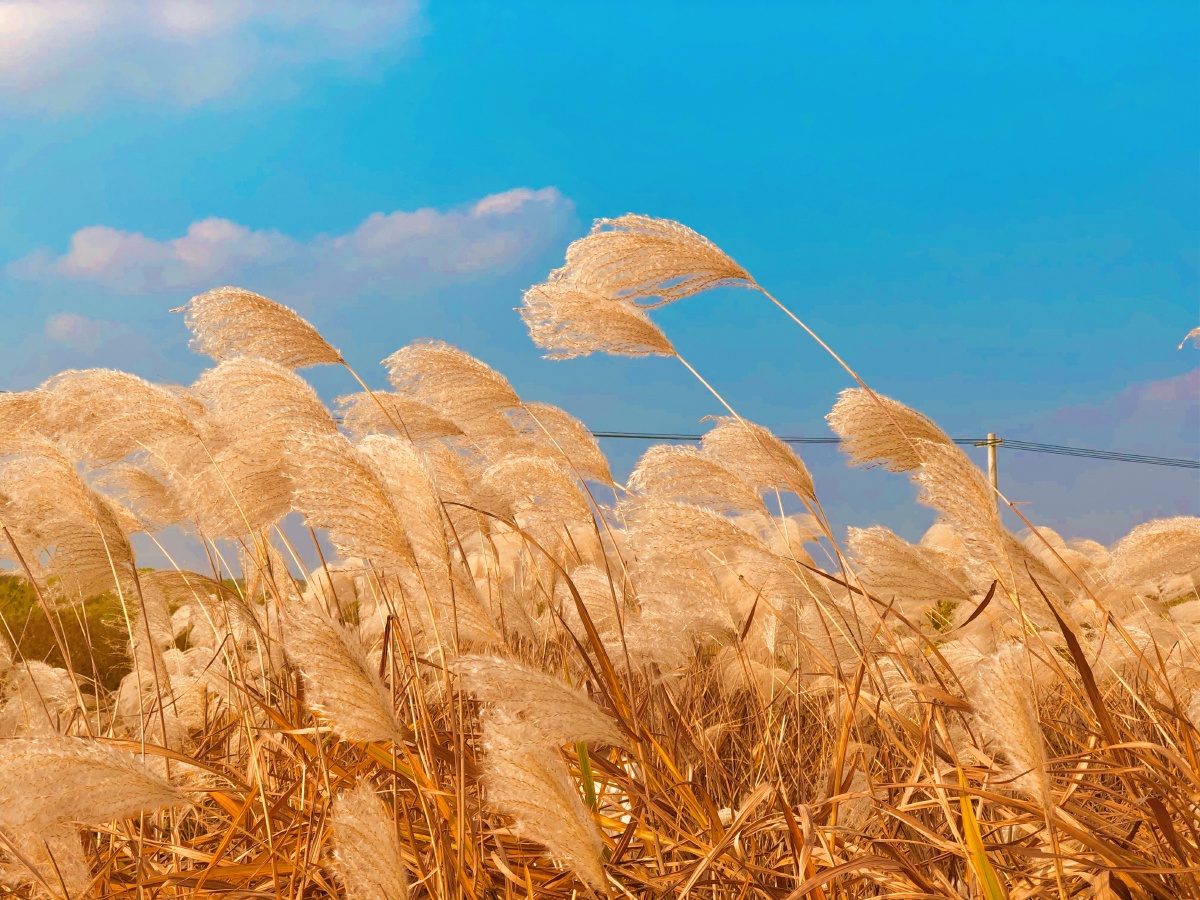 随风飘动的芦苇在蓝天下