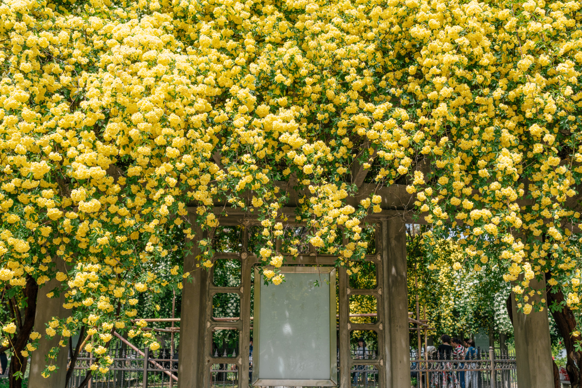 壮观的木香花墙 - 青榕树 - 图虫