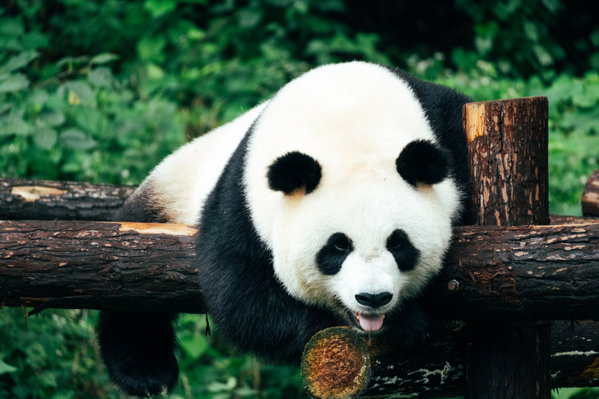 红山森林动物园的笑容