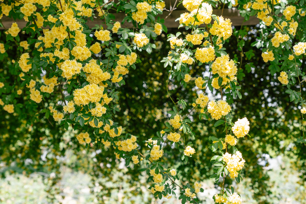 壮观的木香花墙 - 青榕树 - 图虫