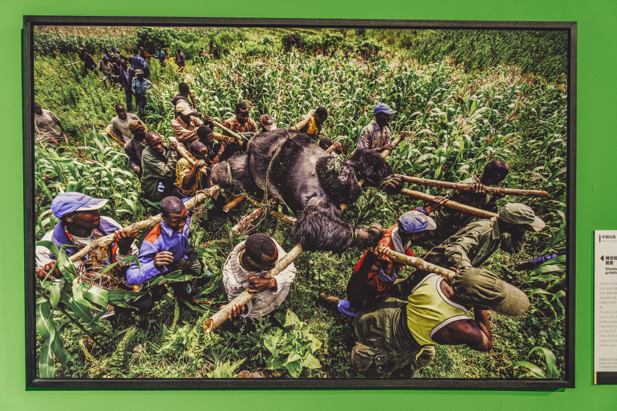 超越130年国家地理经典影像大展随拍