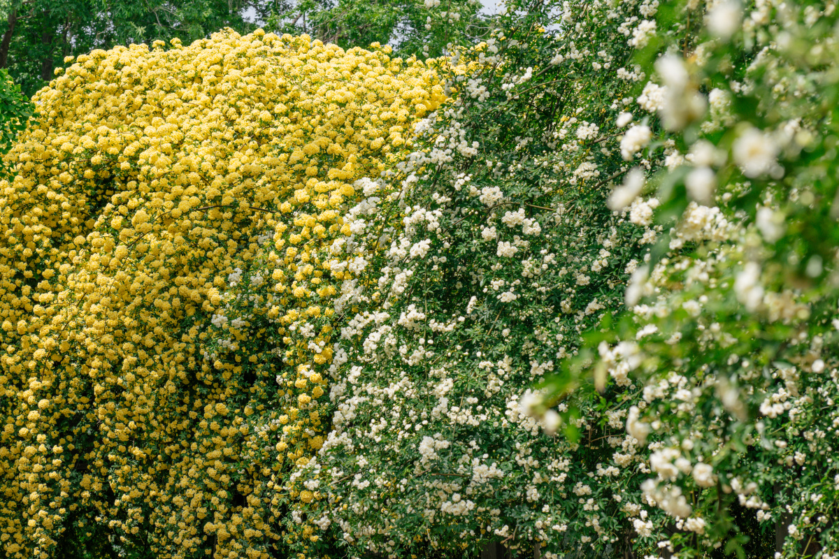 壮观的木香花墙 - 青榕树 - 图虫