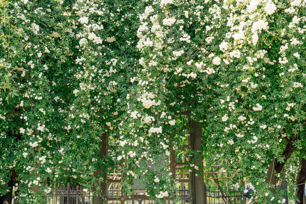 壮观的木香花墙 - 青榕树 - 图虫