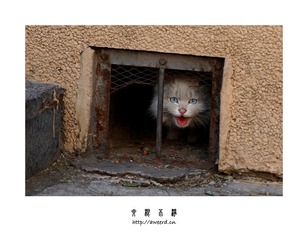 野猫