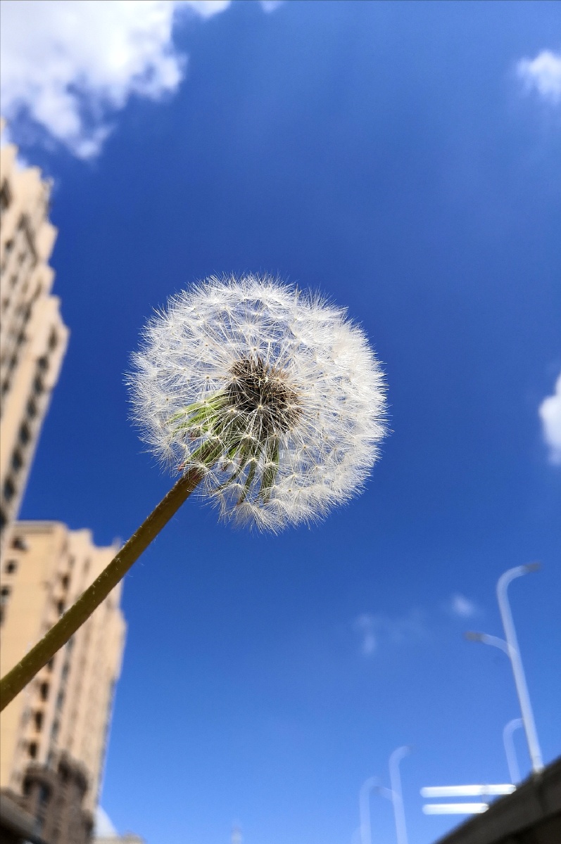 随风而去的蒲公英.