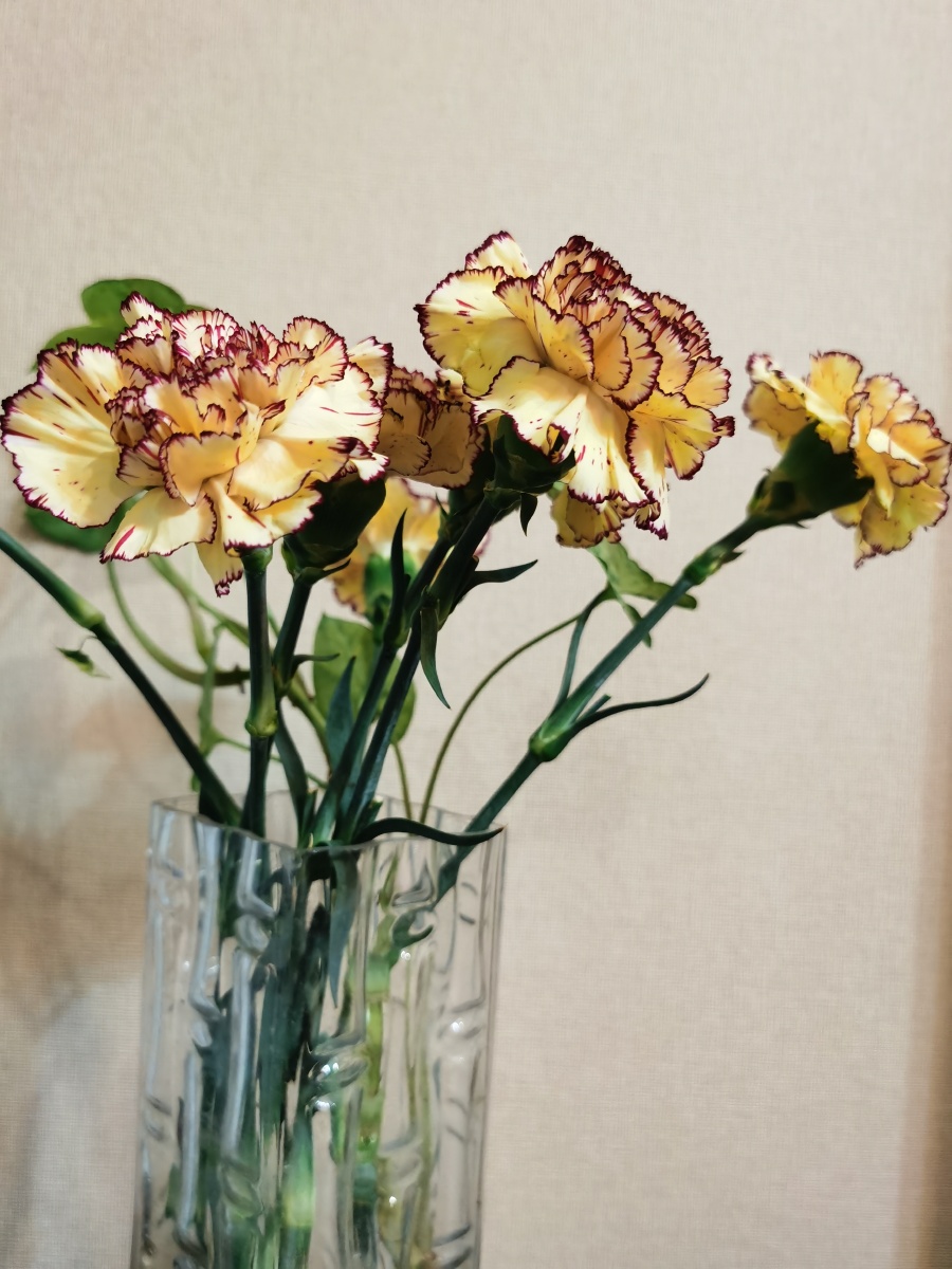 每天送你一朵花康乃馨轻轻揉搓康乃馨花萼多日不开的花苞全开了