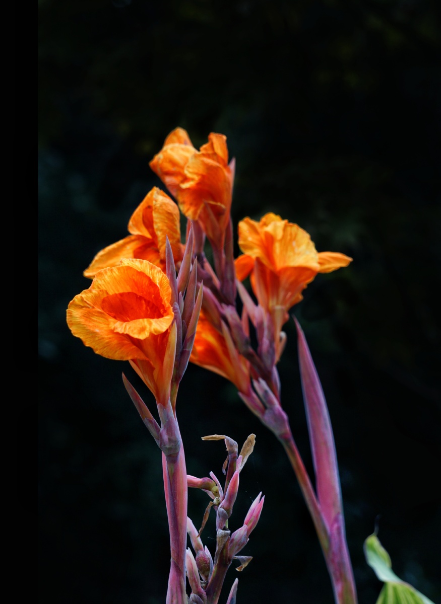 娇艳欲滴 - 山茶花a - 图虫