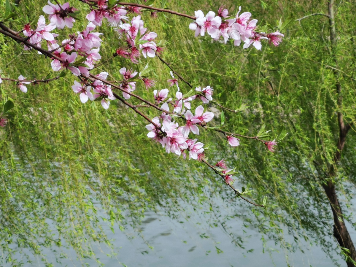 春暖花开花红柳绿