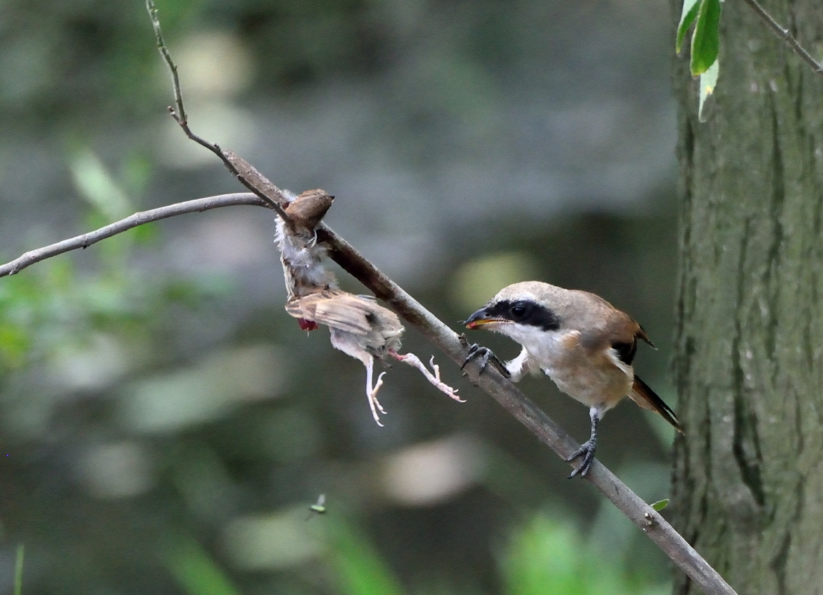 伯劳真正的屠夫鸟