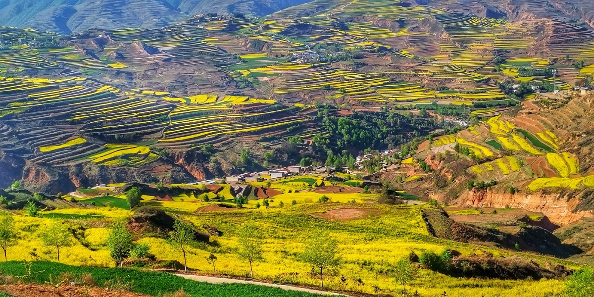 甘肃武山县高山油菜花(组图6幅) - 仙仁送灯 - 图虫