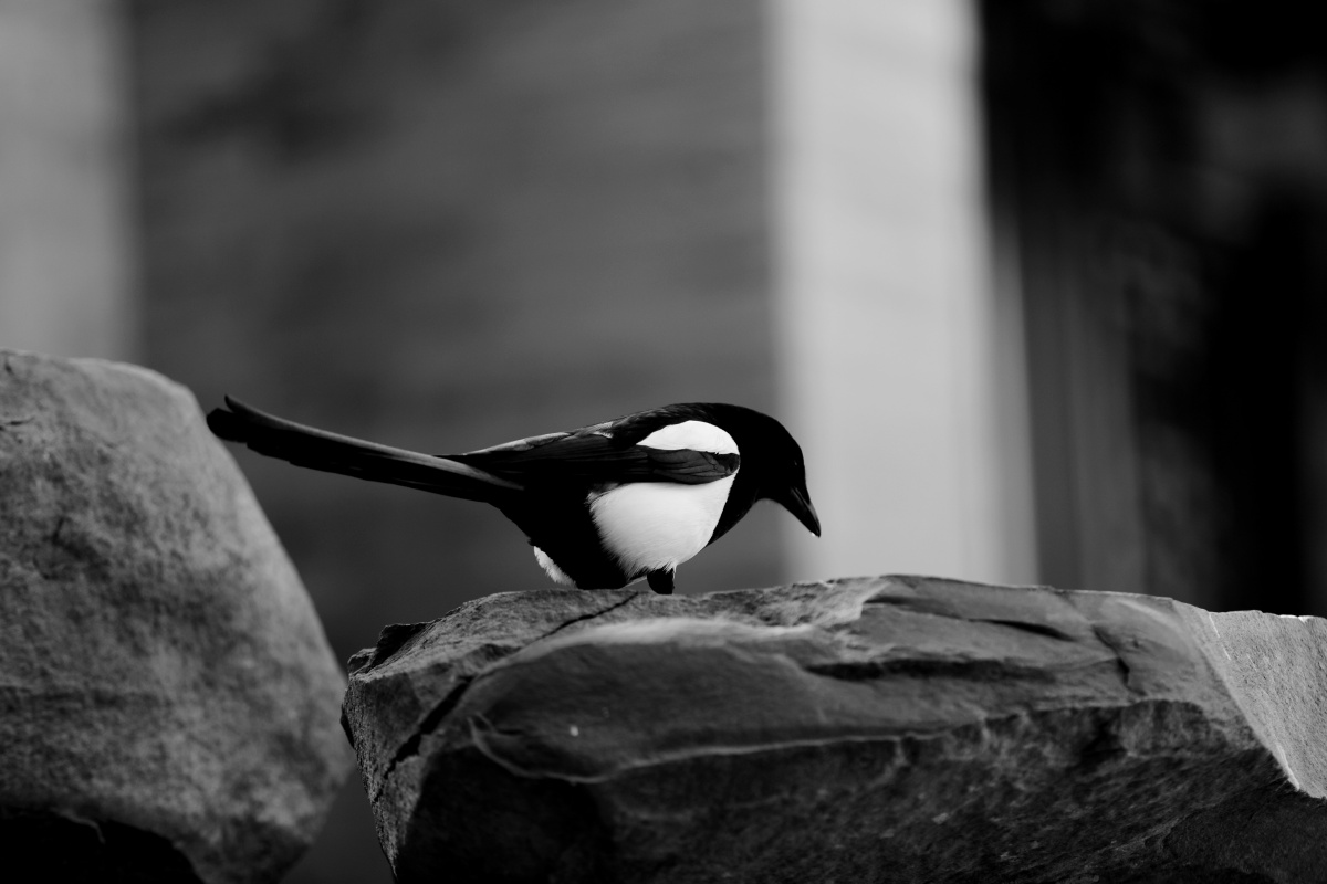 喜鹊-黑白风