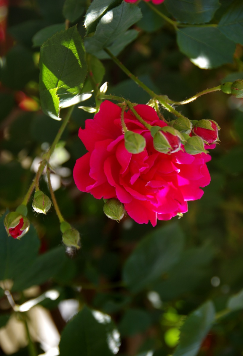 美丽的蔷薇花不与牡丹媲美不与芍药争艳高冷范的蔷薇花芳容绽放在篱笆