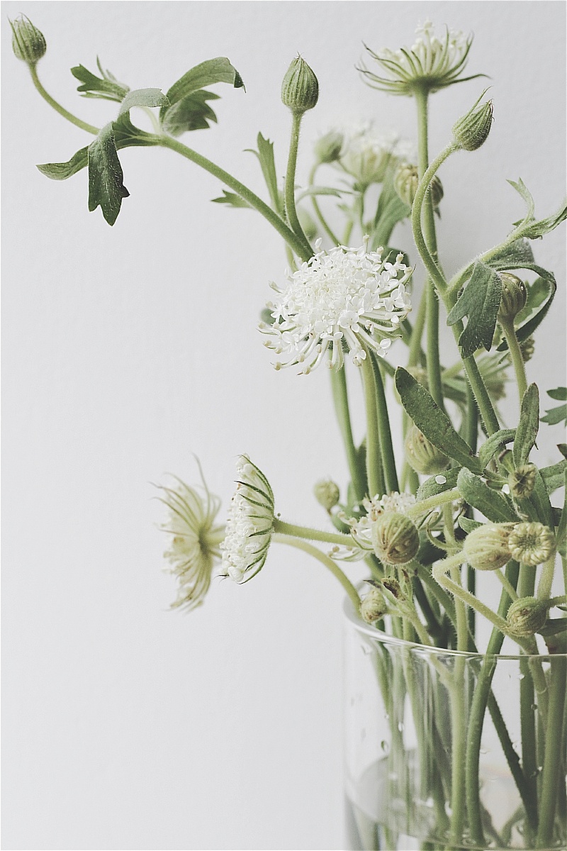 蕾丝花 - 牧羊人感觉小清新照片 - 图虫