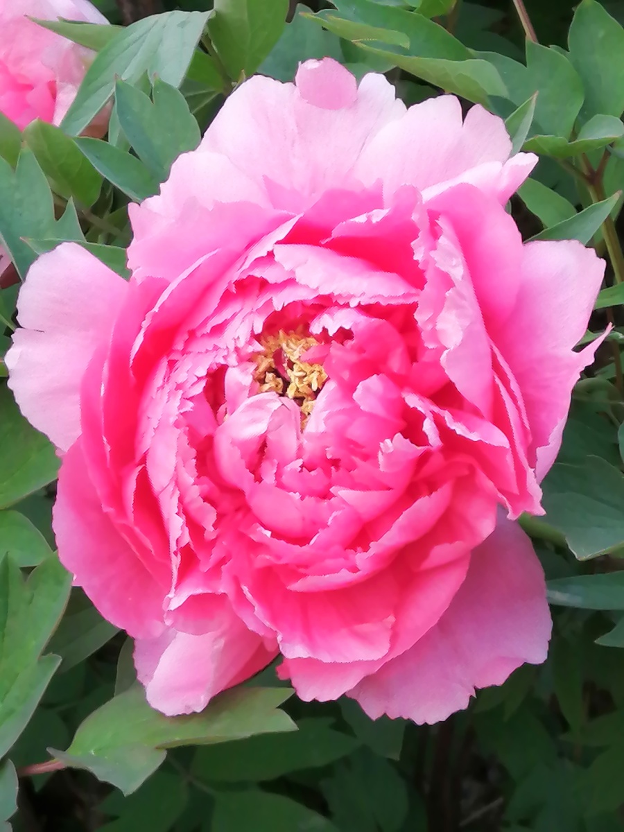 富贵牡丹 - 中年乐 - 图虫