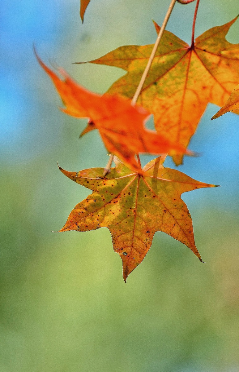 秋枫一摄于沈水慢道
