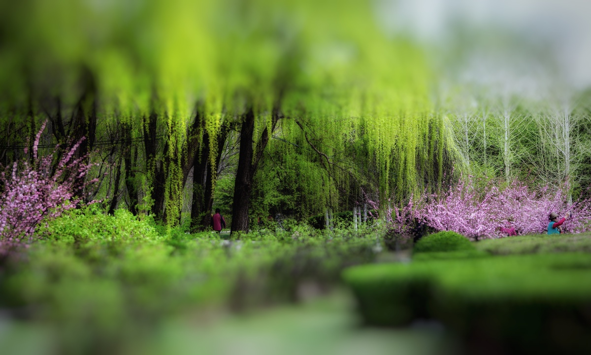 滨水慢道柳如烟