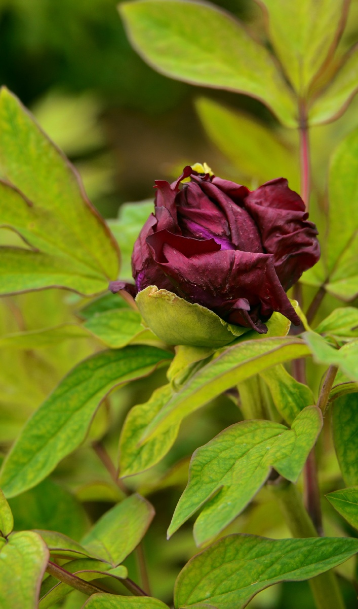 美丽的黑牡丹 - 杨主伟摄影 - 图虫