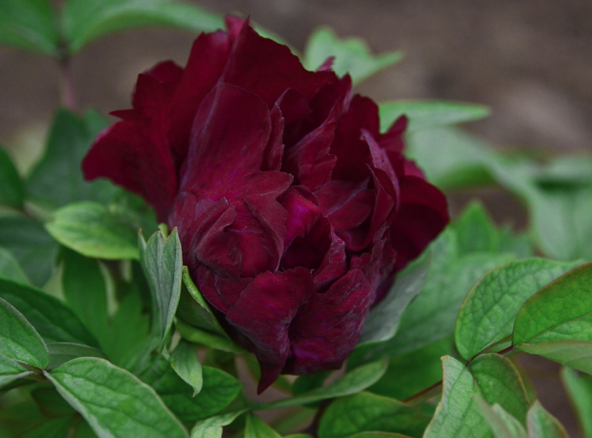 美丽的黑牡丹 - 杨主伟摄影 - 图虫