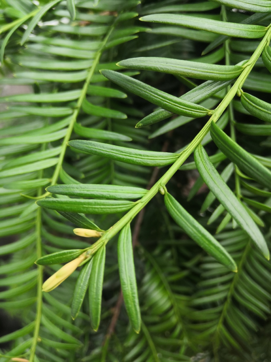 红豆杉叶子垂而向上