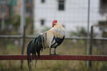 66926