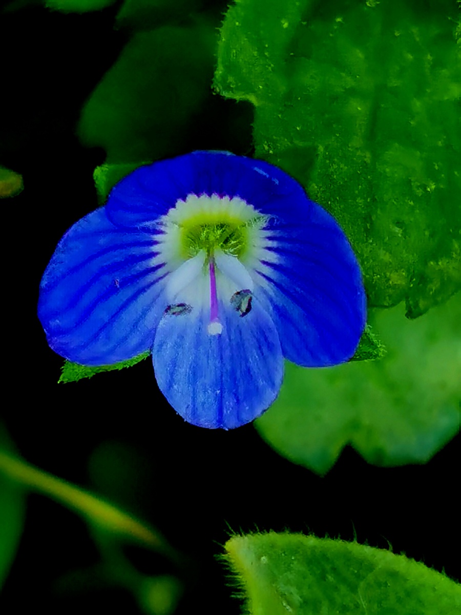 阿拉伯婆婆纳花